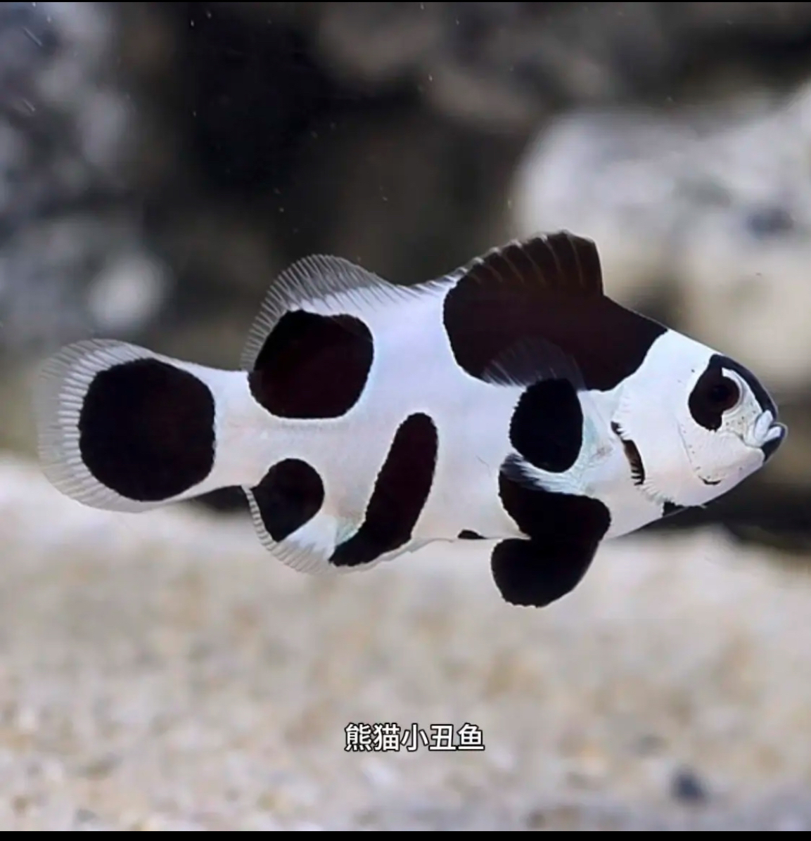 熊猫小丑鱼海水观赏鱼钻海葵好养活饲养适合海缸