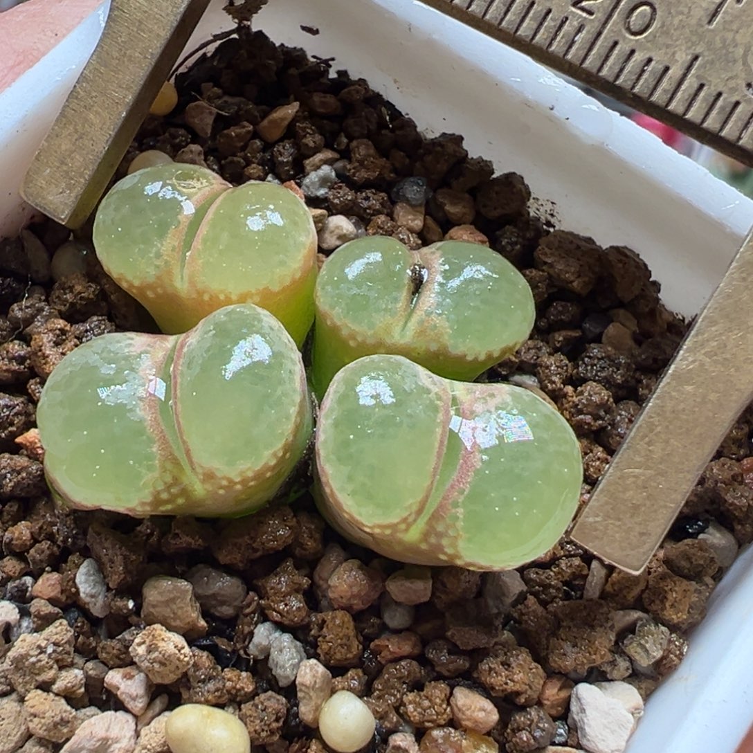 芭比极窗多肉百科6