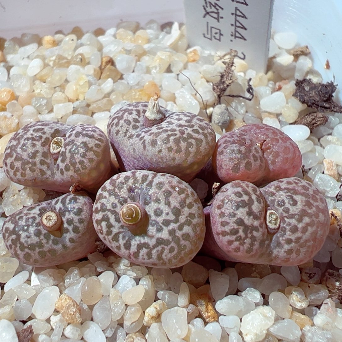 1214-198多肉多日豹纹鸟