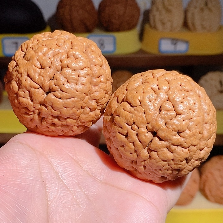 野生三瓣脑纹大金刚5052