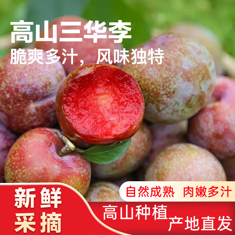 正宗高山三华李新鲜采摘酸甜可口新鲜采摘当季水果酸脆爽口