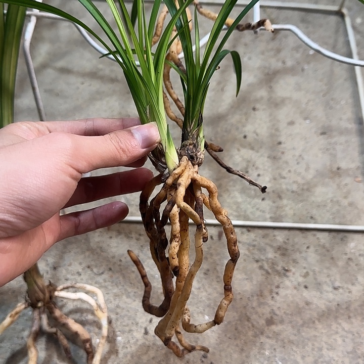 当前无花栽培后可以开花