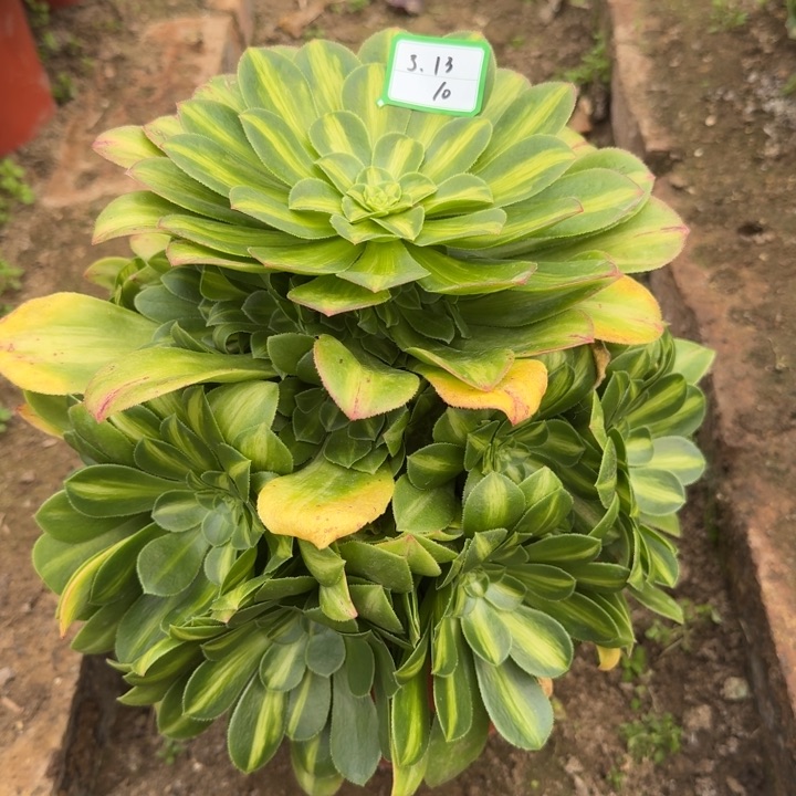 翡翠琉璃多肉植物10