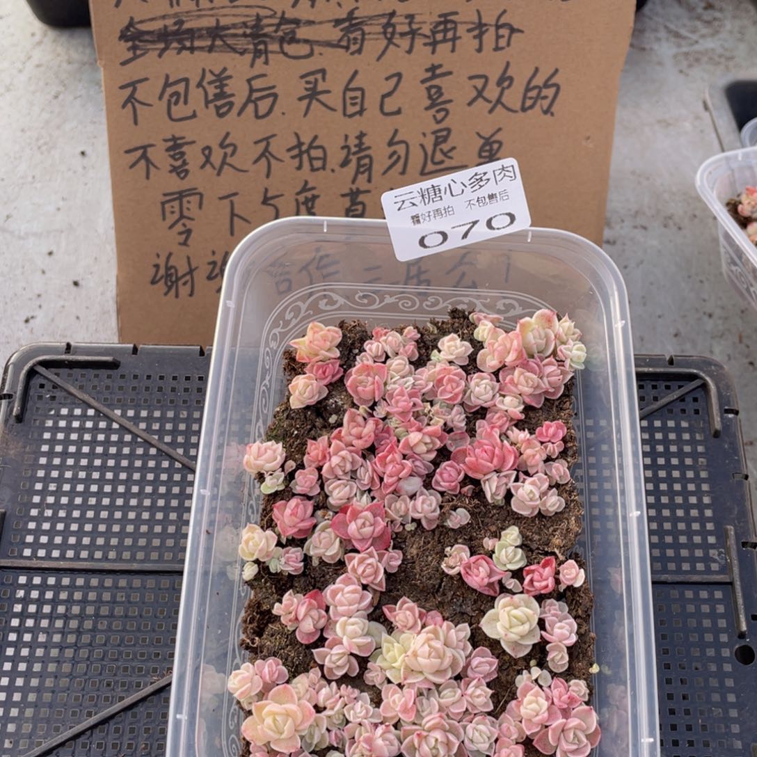 云糖心多肉植物70