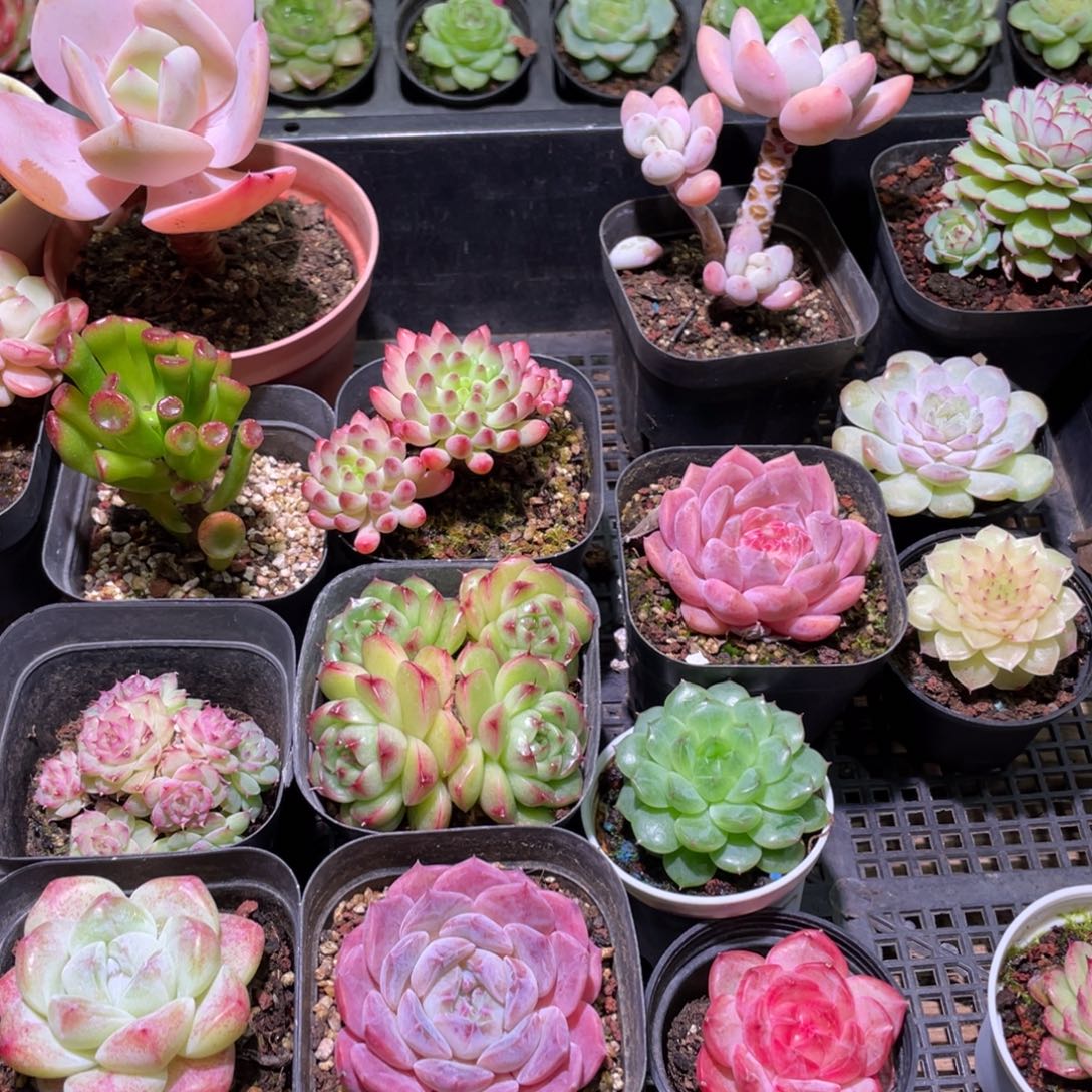 花利美-11109911111111