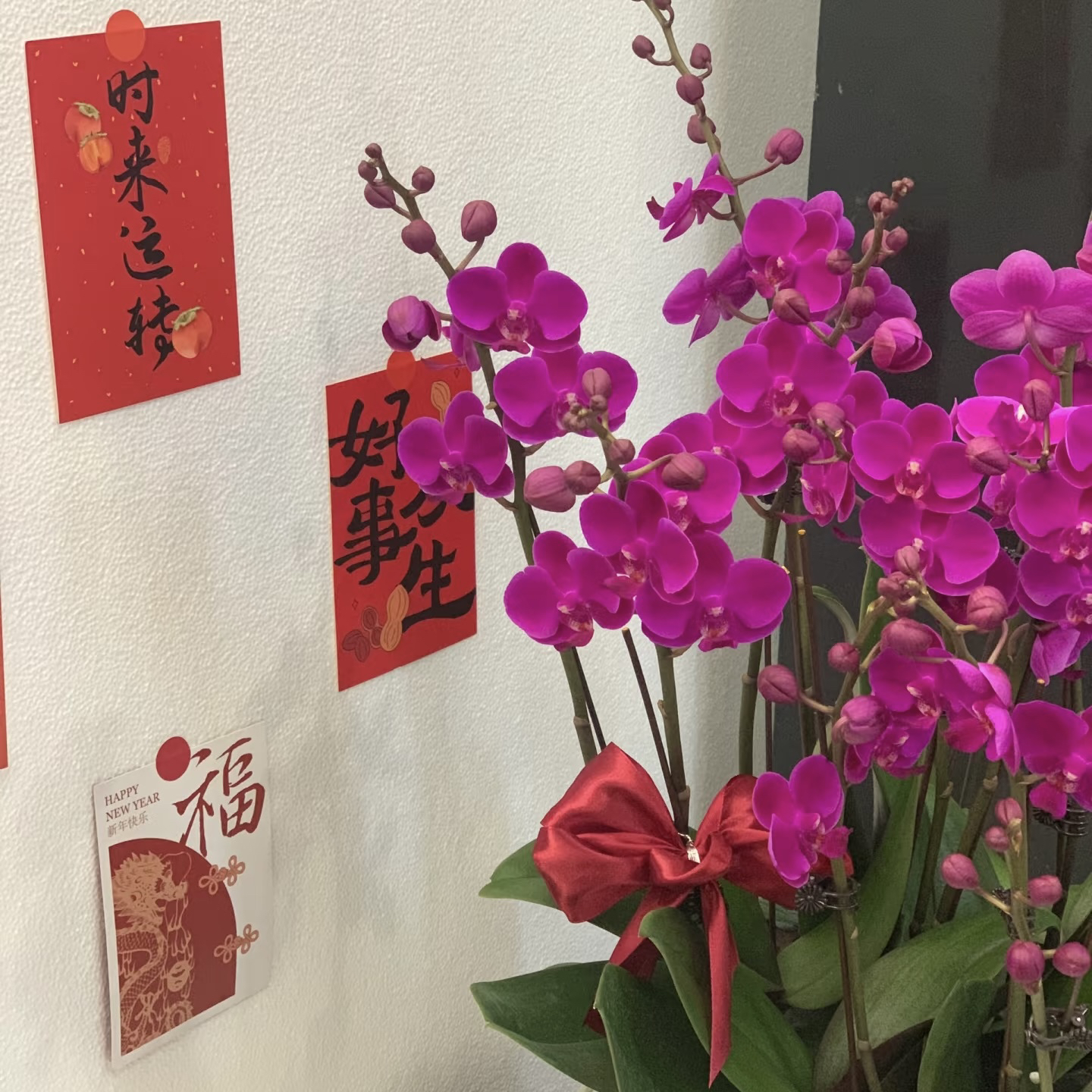 9号兰业【满天红】经典蜡质3.5加高苗 部分有自然梗