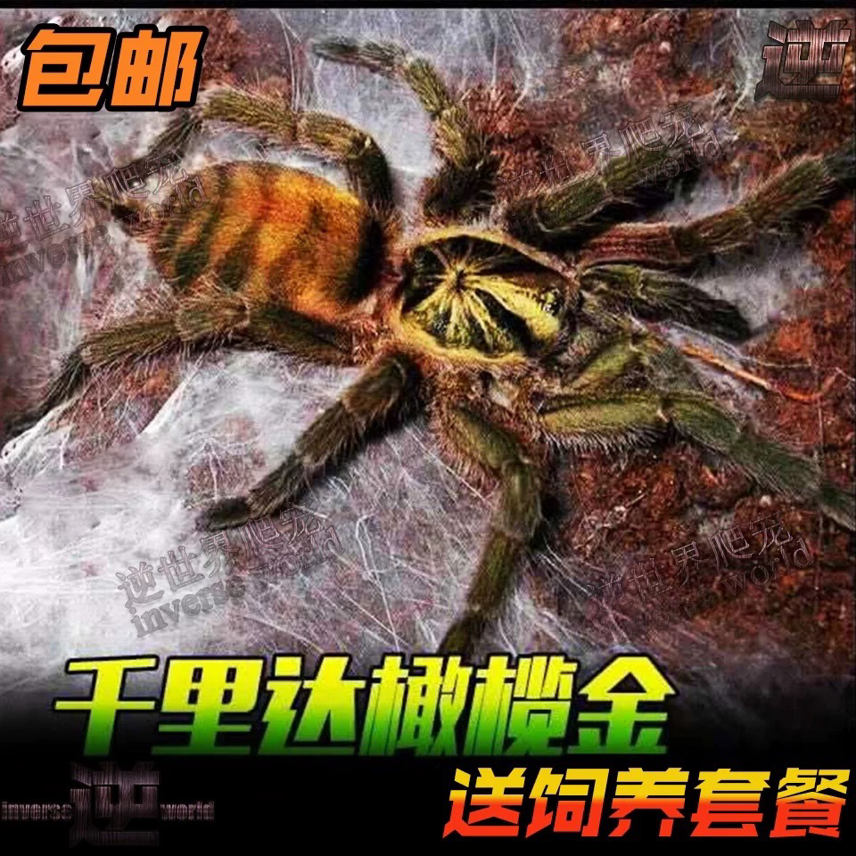千里达橄榄蜘蛛 原色金色种活体宠物蜘蛛温顺地栖新手入门好养