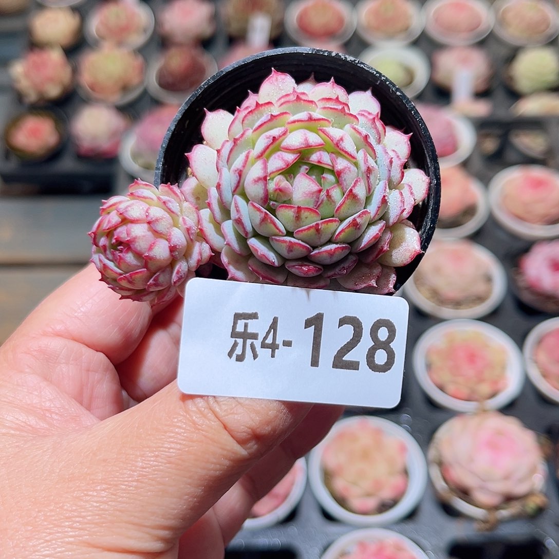 乐4-128 小红船不包整