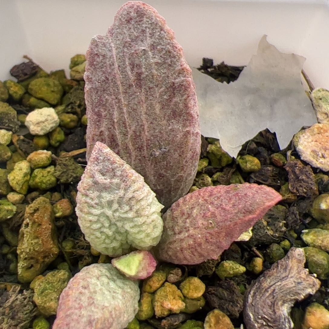 融化纹猪肝多肉植物水泡