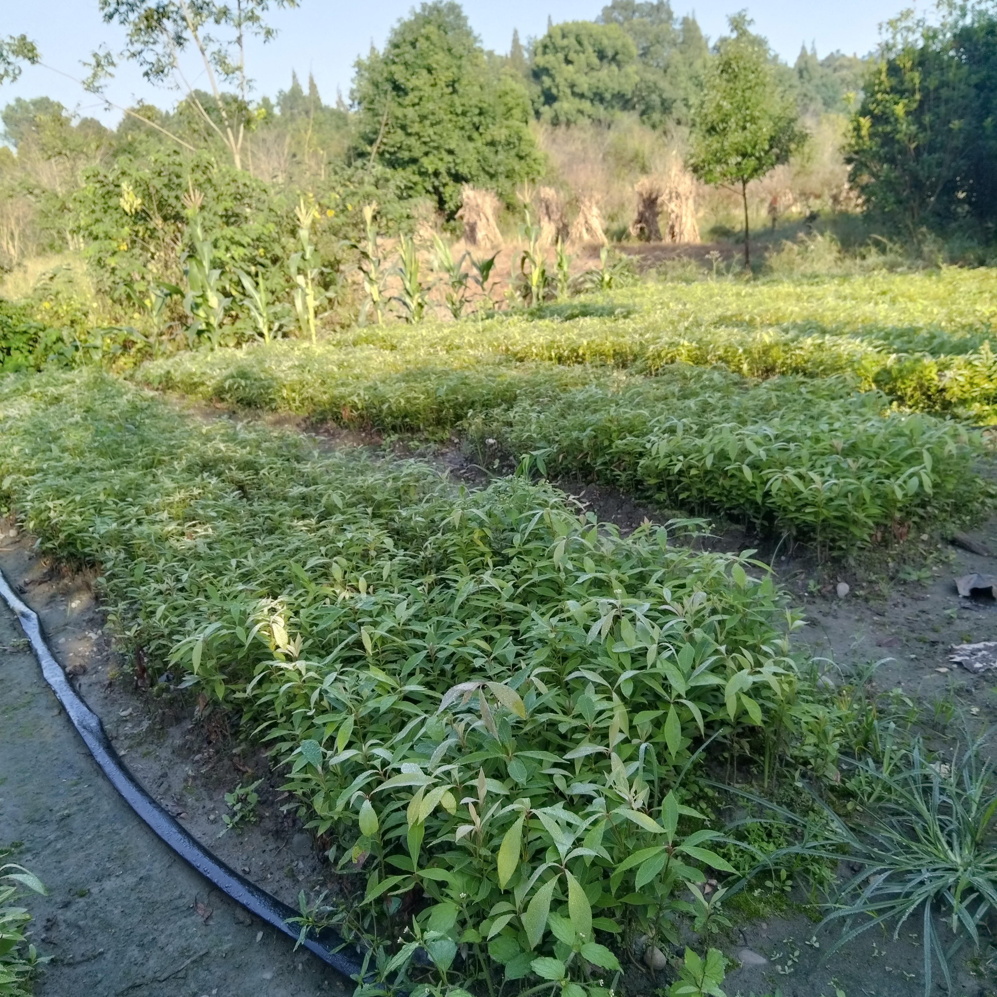 金丝楠木小叶桢楠幼苗，裸根发货绿植金丝楠木树金丝楠树客厅