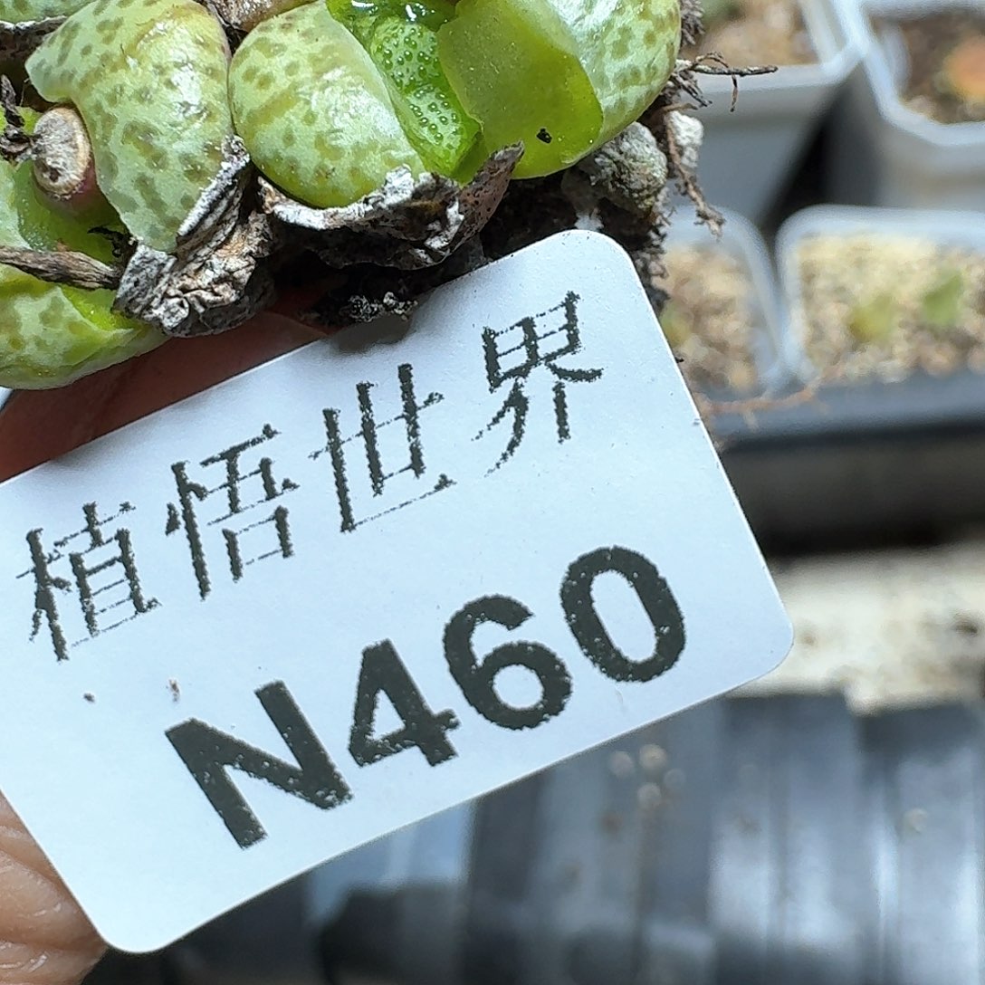 460号多肉植物哇哇