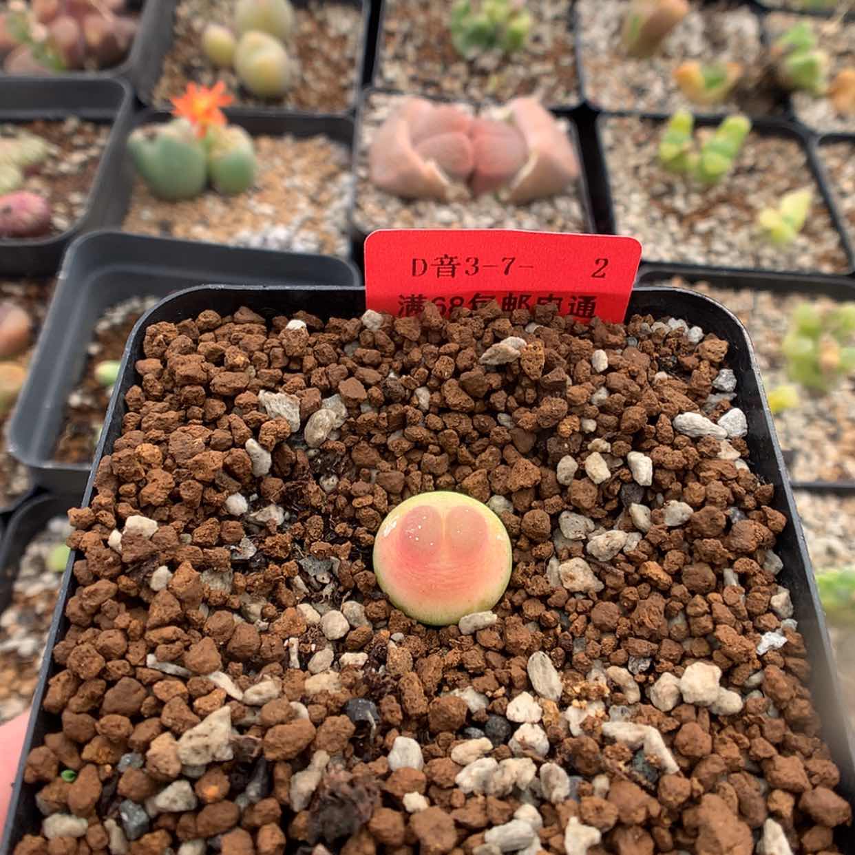 【闪购商品】3-7-2 瑕疵拉登1颗 35