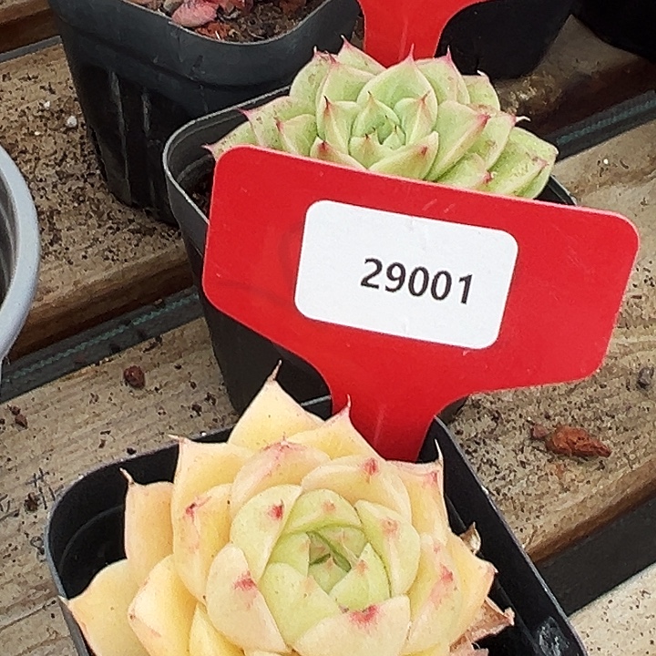 秋***风糖心      29001号  