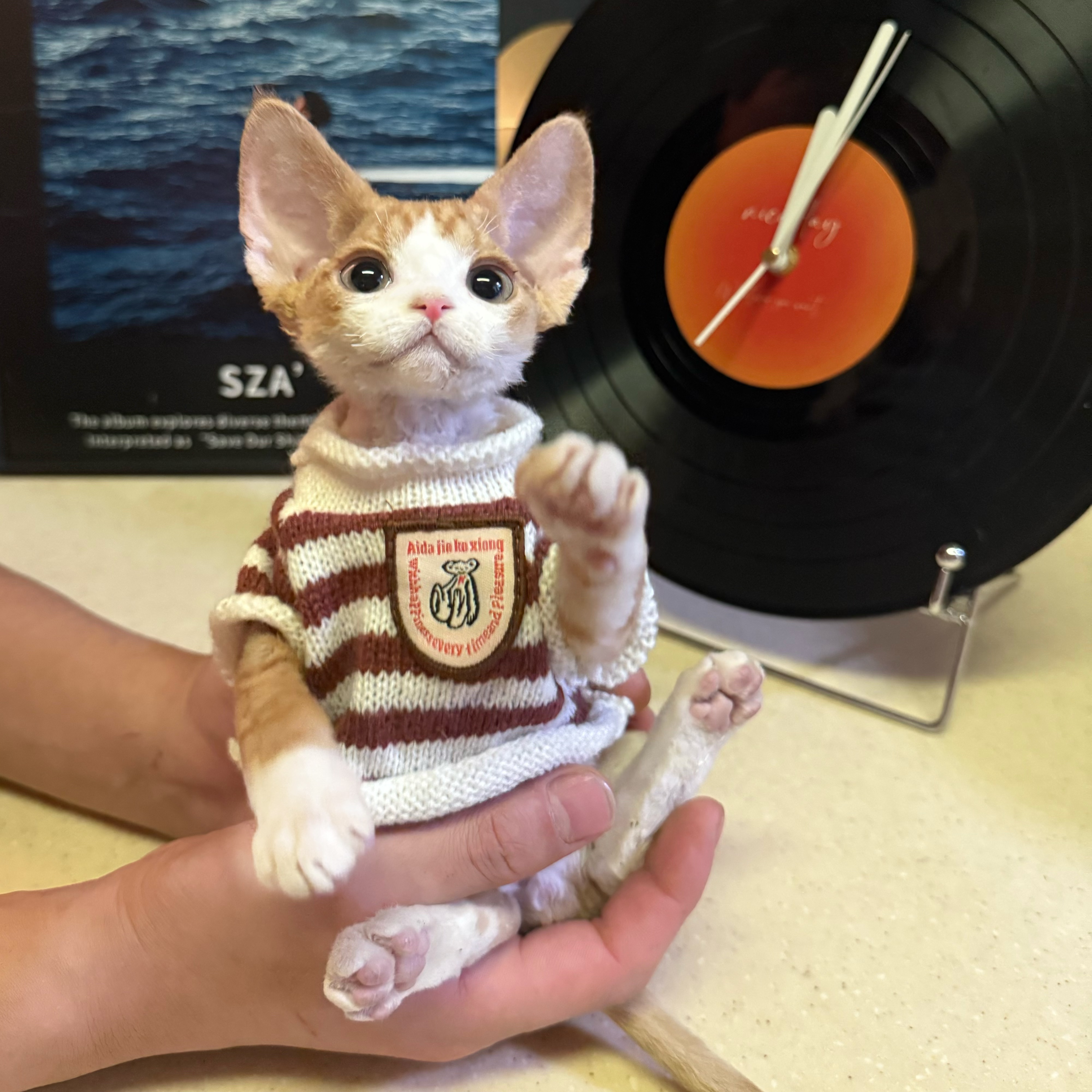 爪爪德文卷毛猫红虎斑开脸弟弟完美