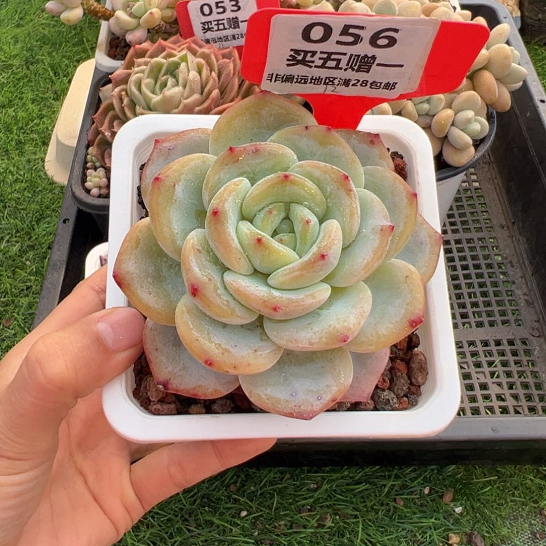 表妹精品多肉056.