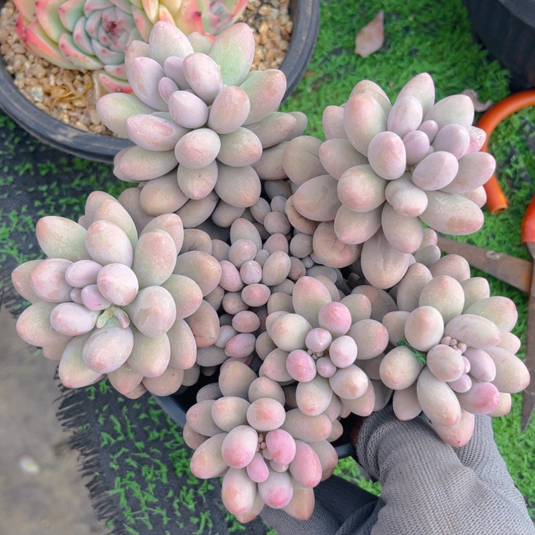 汤圆8888888tu tu t