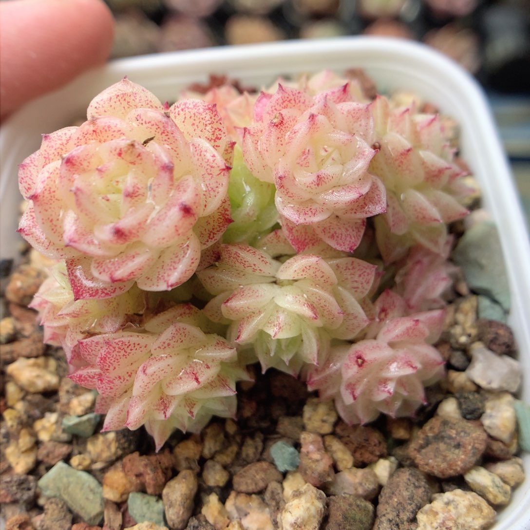 F165定繁三角编号麦杆