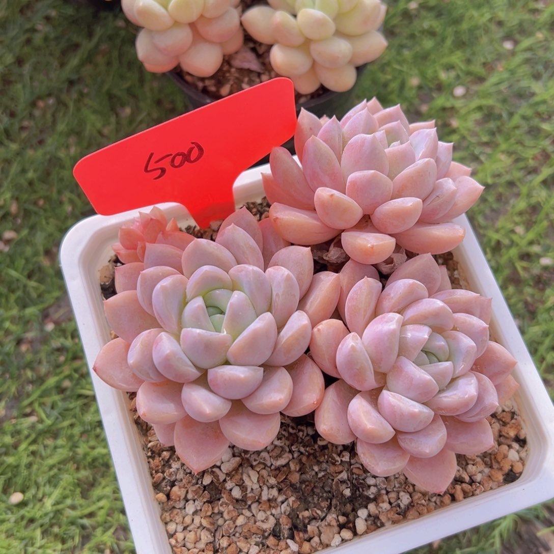 沐*香玉的故事是一个人的故事