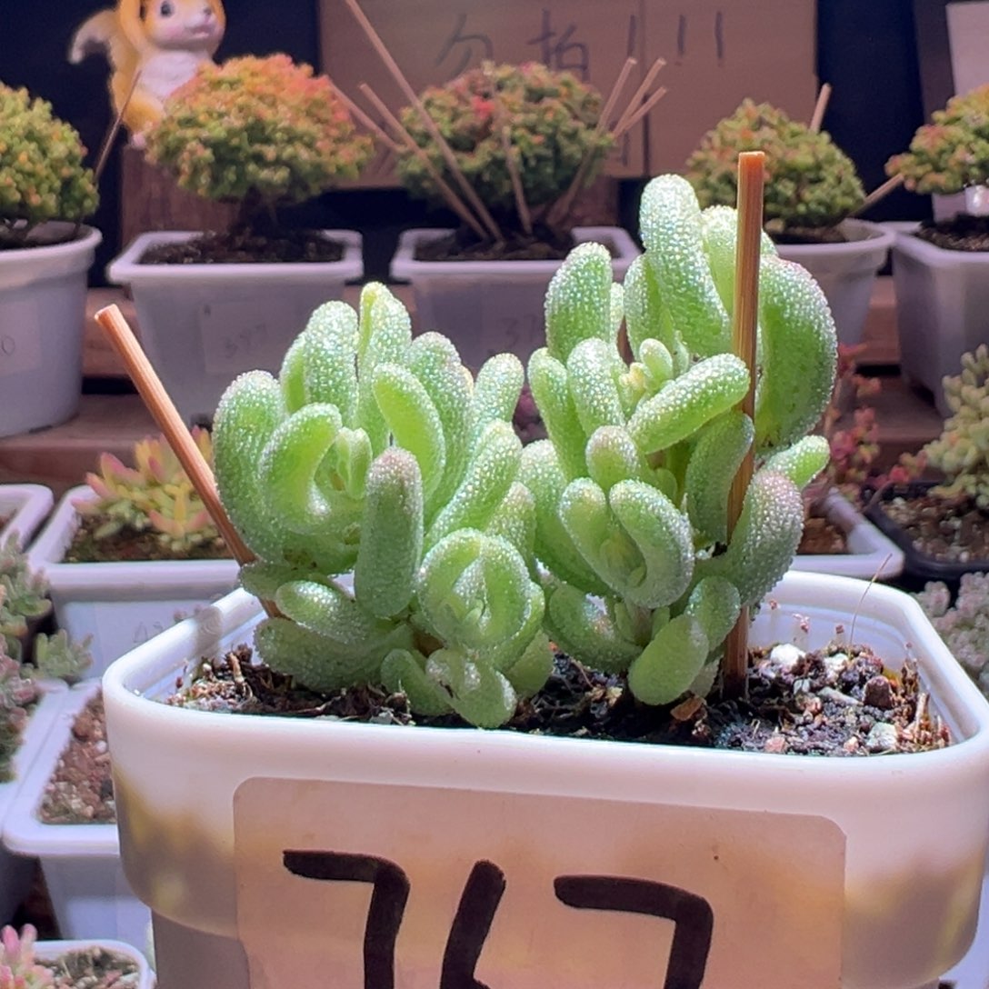 767超白一物一拍包开箱