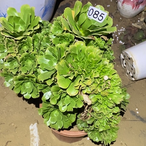 多肉植物法师85绿杨蓉缀