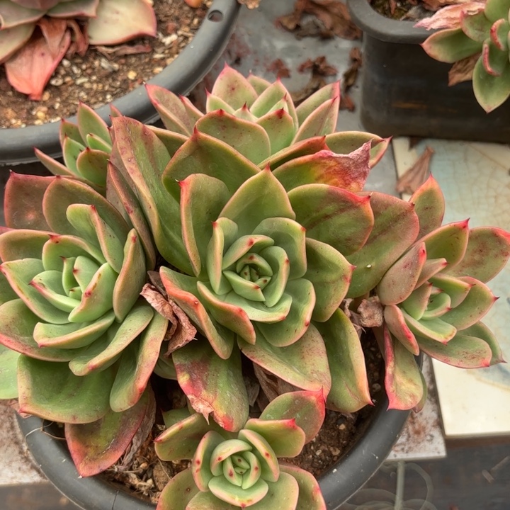 钟***姐翠花进去 28。     