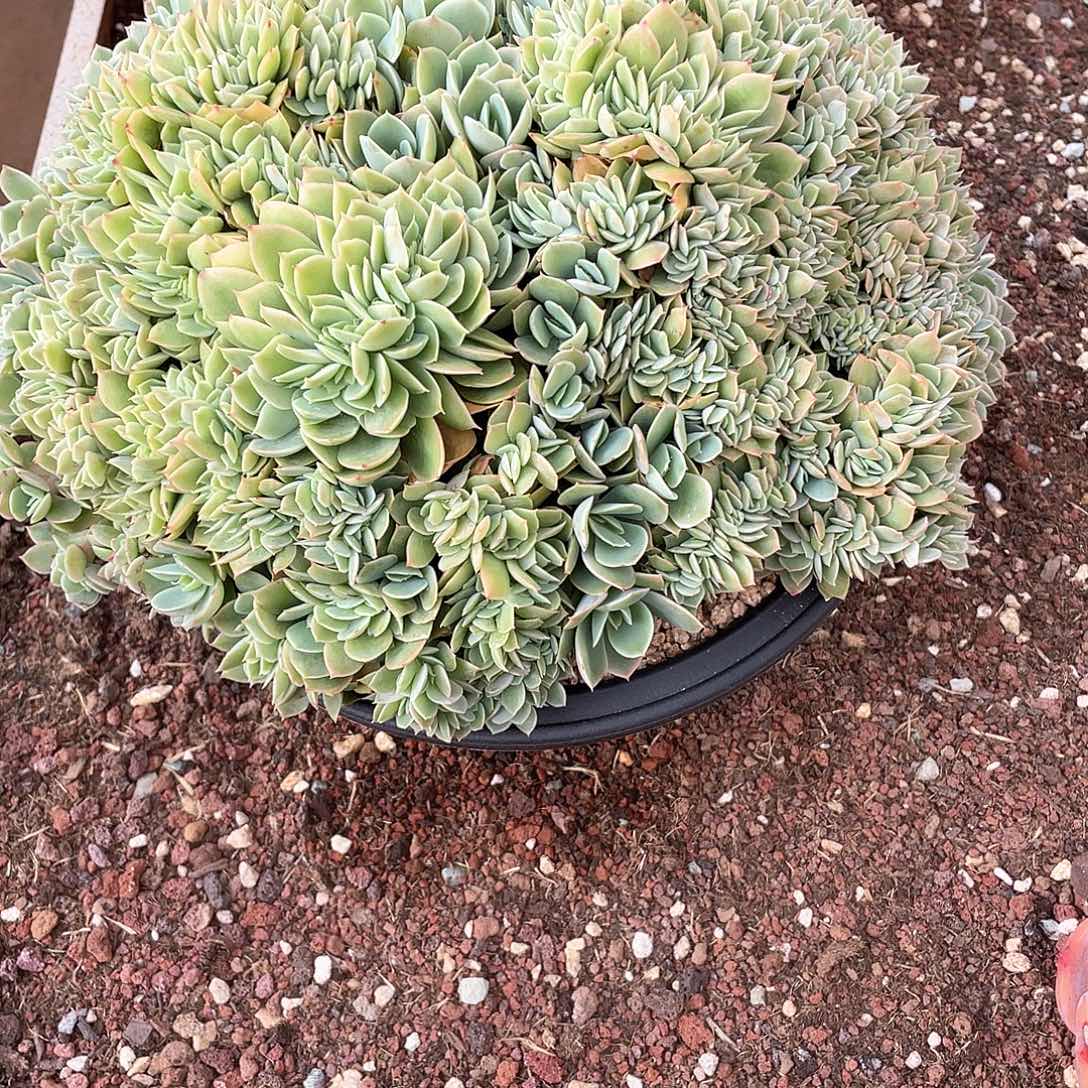 星纳塔缀化老桩25厘米