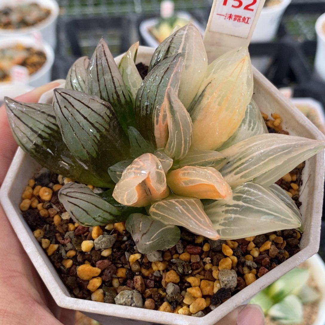 152糊斑西瓜锦一物一拍