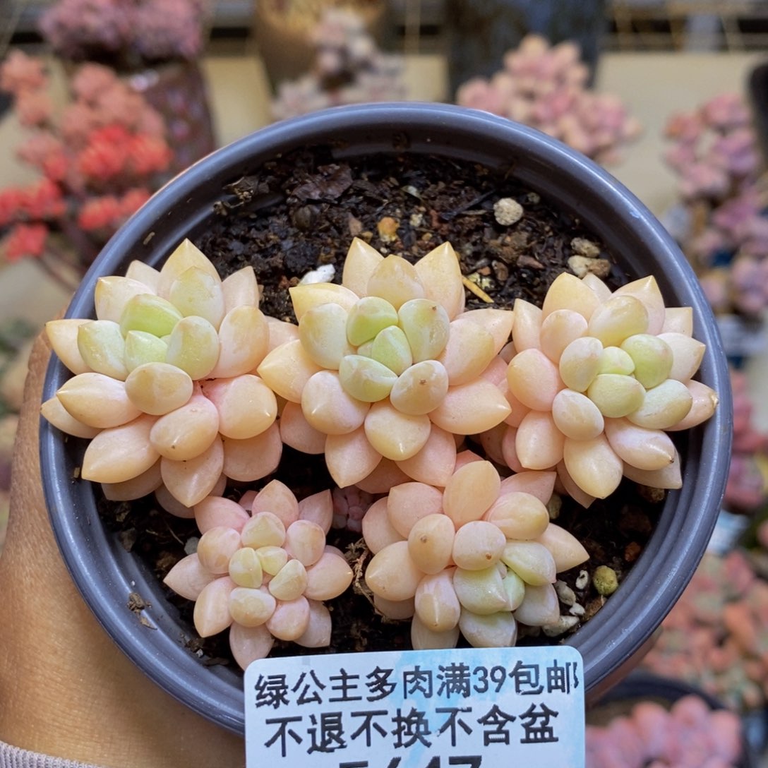 647泡泡糖多肉不包整