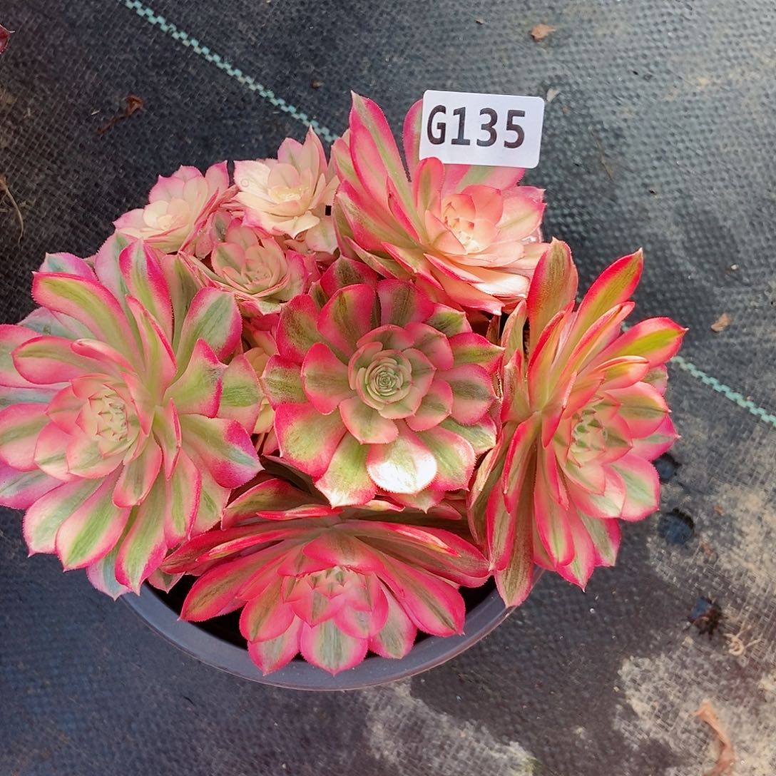 红陶135倾城3丛林冠服15