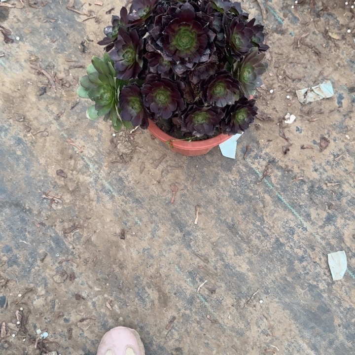 一单包邮不包侧枝90