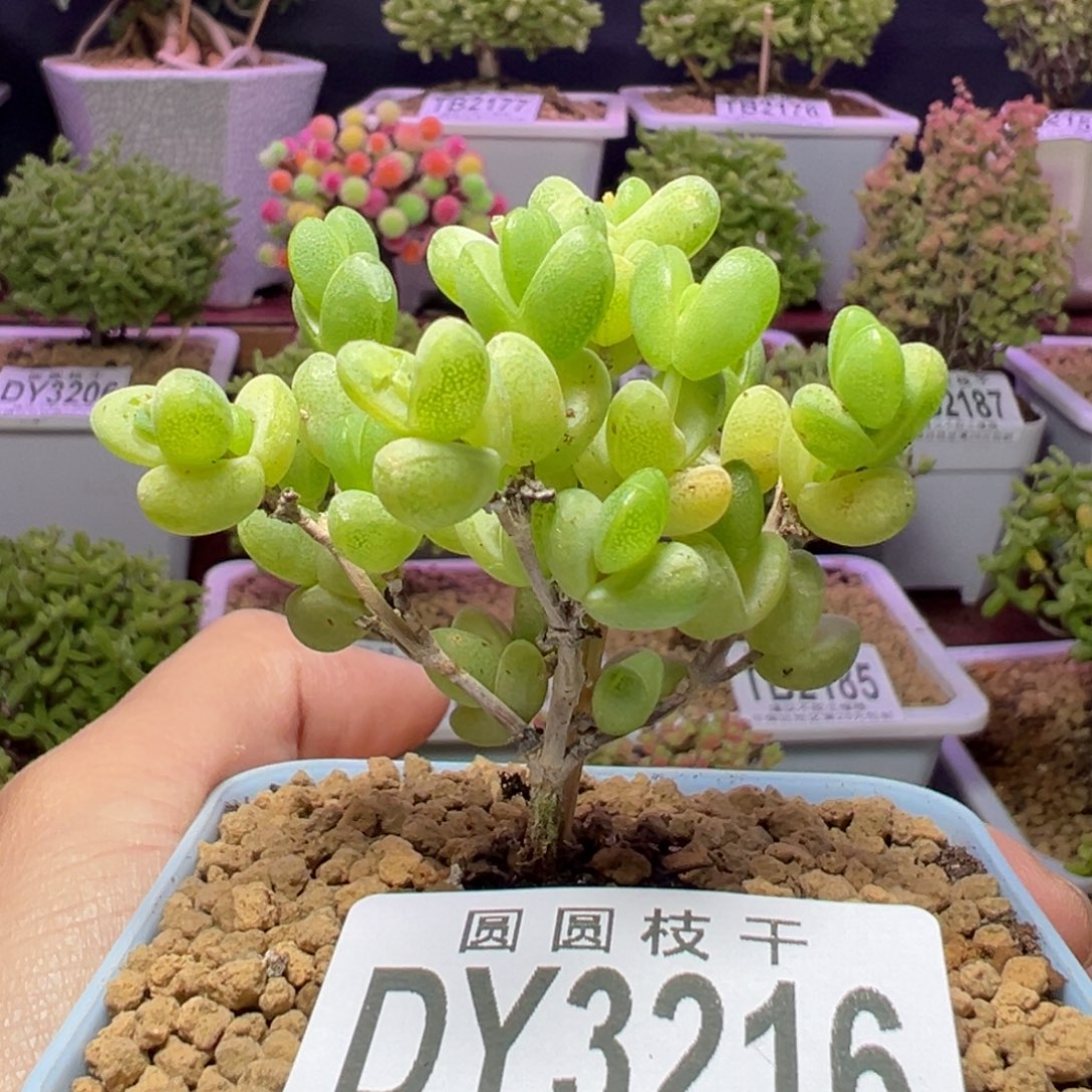 3216元宝一物一拍