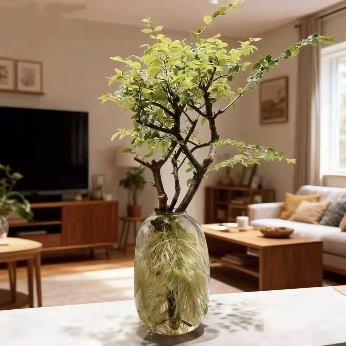 水培小叶女贞枝条室内绿植四季常青好养植物