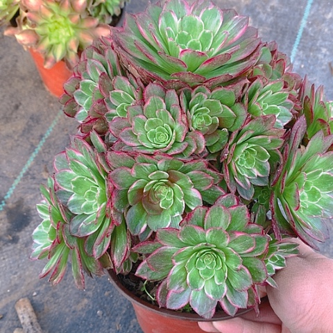 977莲花有个断枝多肉植物