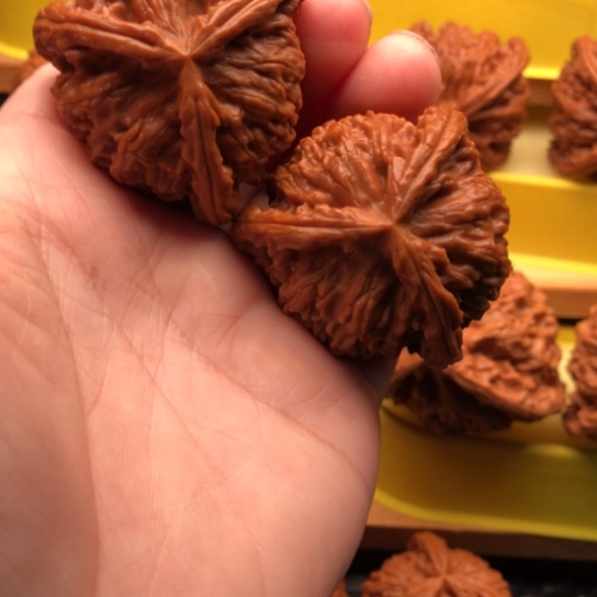 老***）核桃核桃核桃核桃核桃