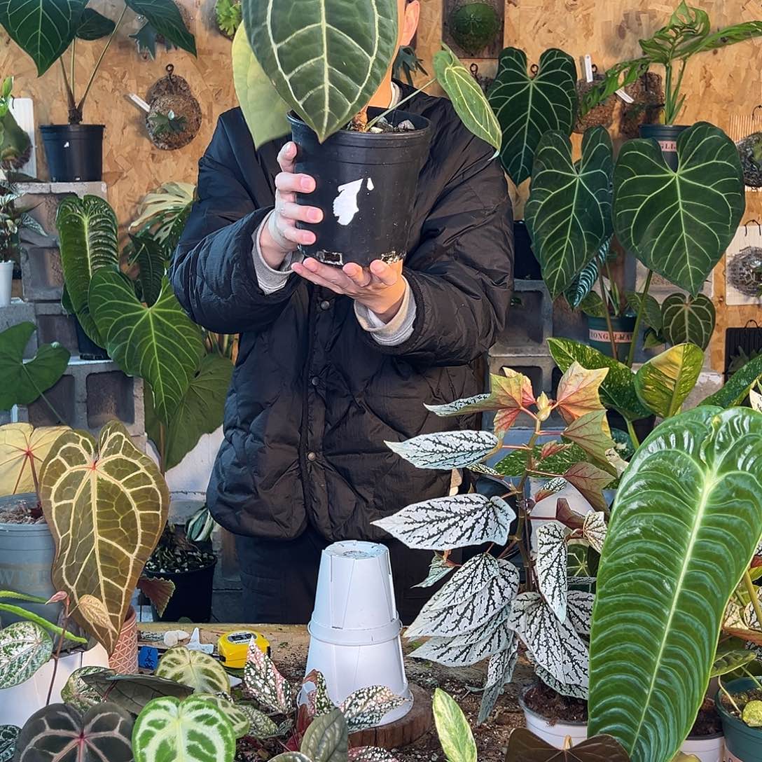 完全开放B12老桩花烛