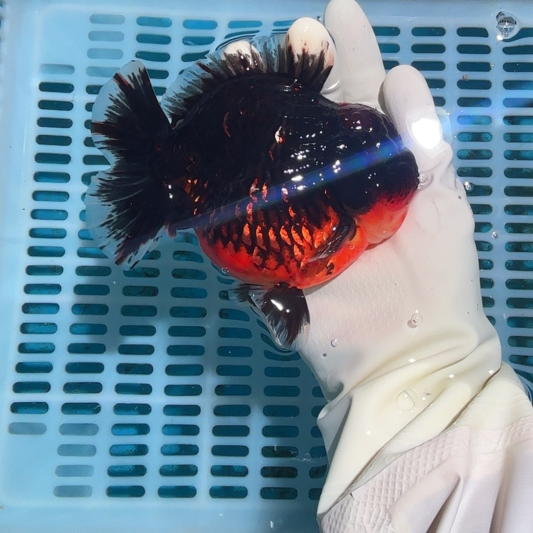 金鱼包邮288555555