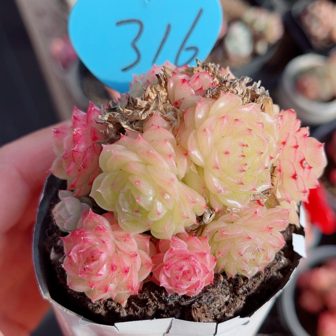 316号小老桩麦秆群不包整