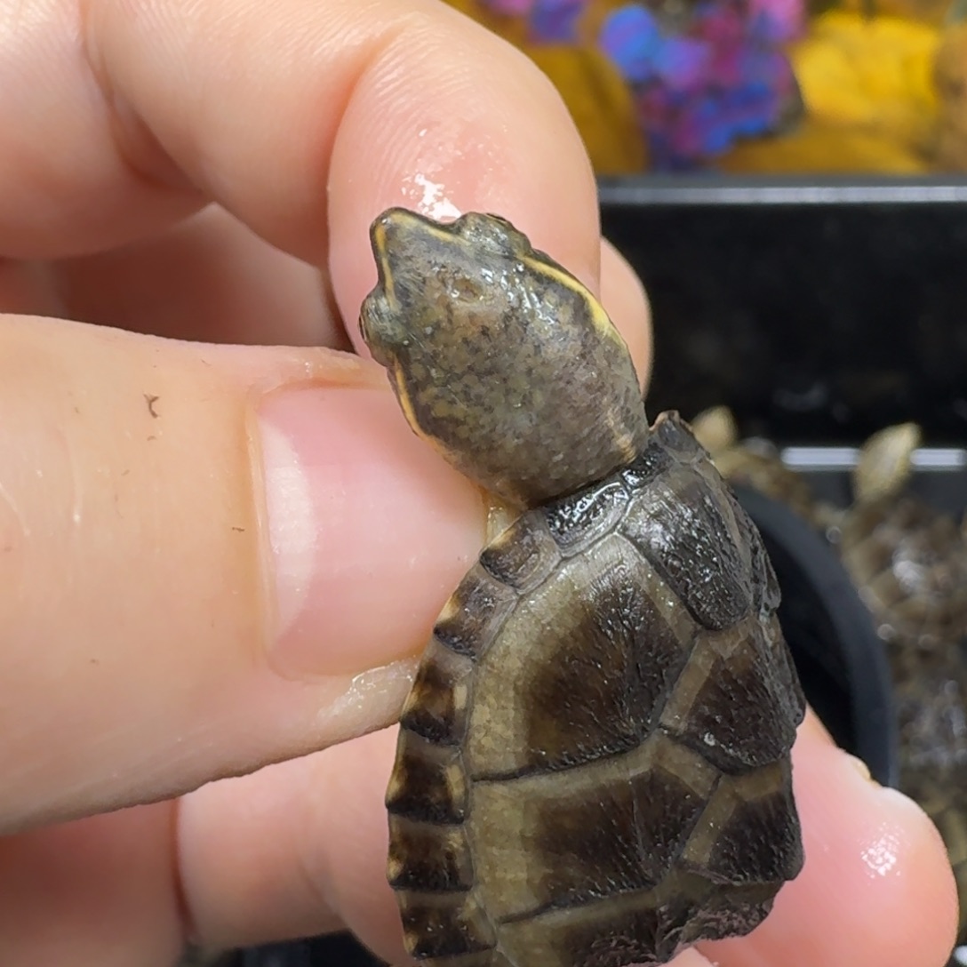 蛋龟不分公母麝香瑕疵