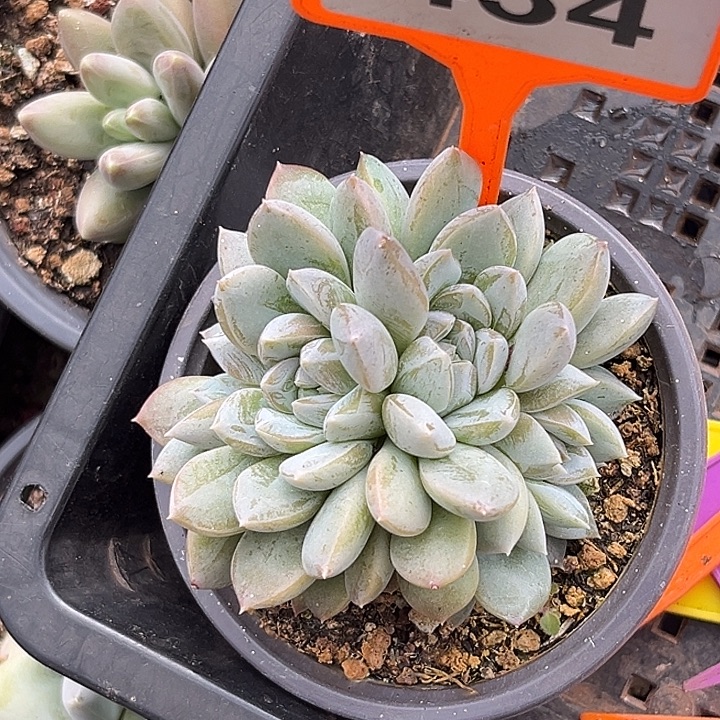 多肉植物黛拉群434
