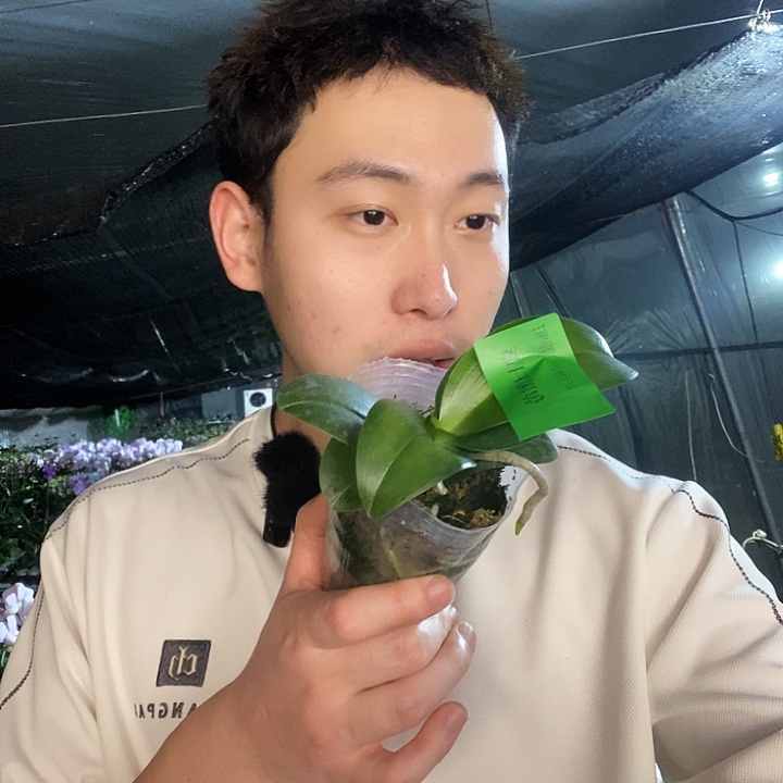 无花朵夏日黑莓蝴蝶兰