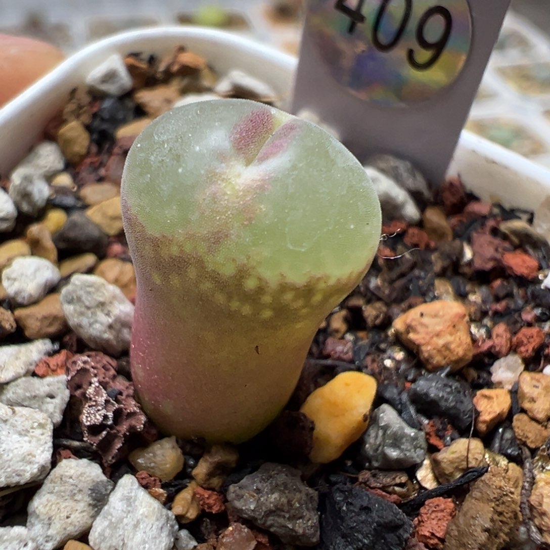 409粉红女郎纽扣母本一物一拍