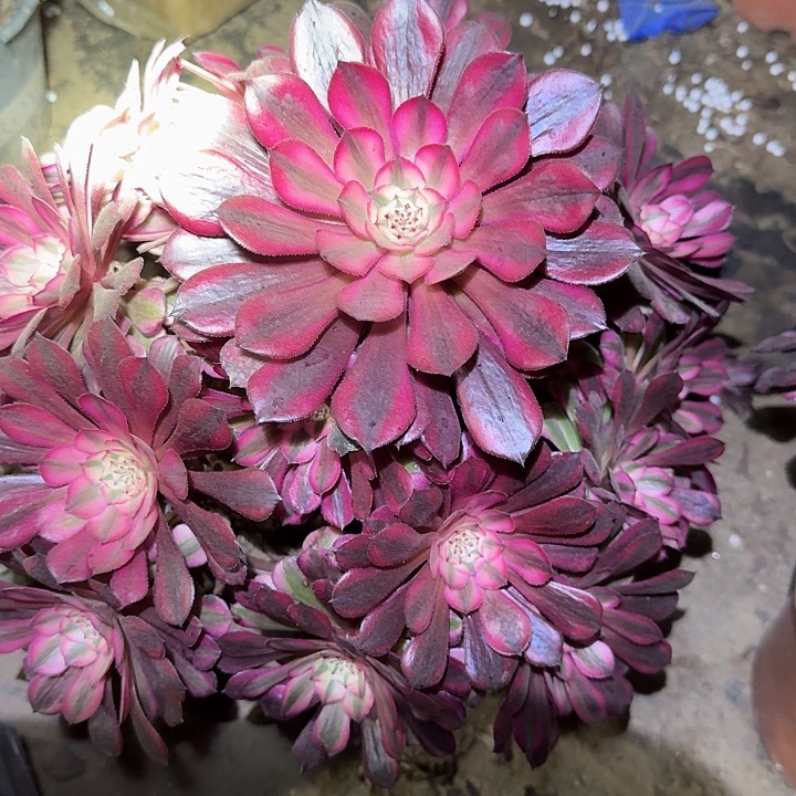 精品红铜壶超白锦老桩福利