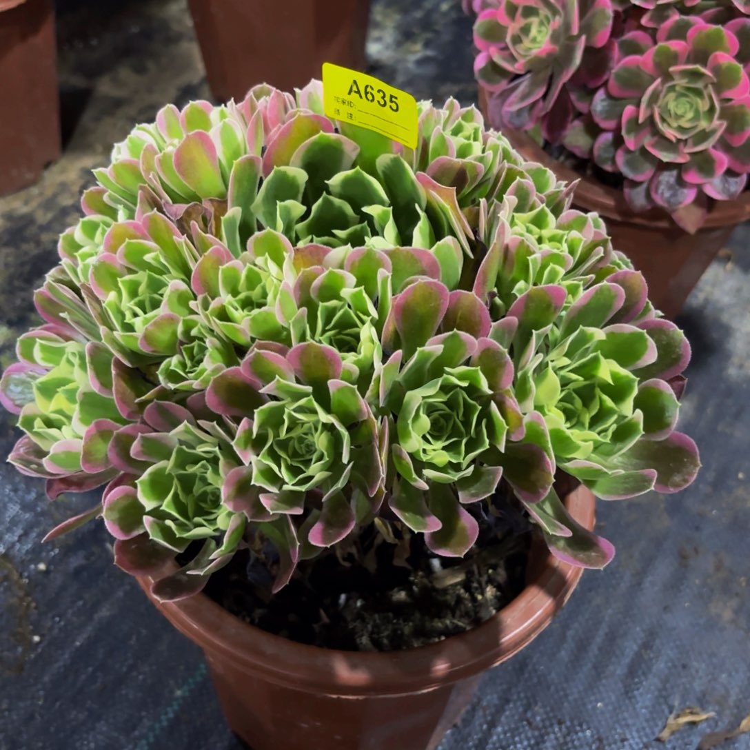 无花朵635白凤法师多肉植物