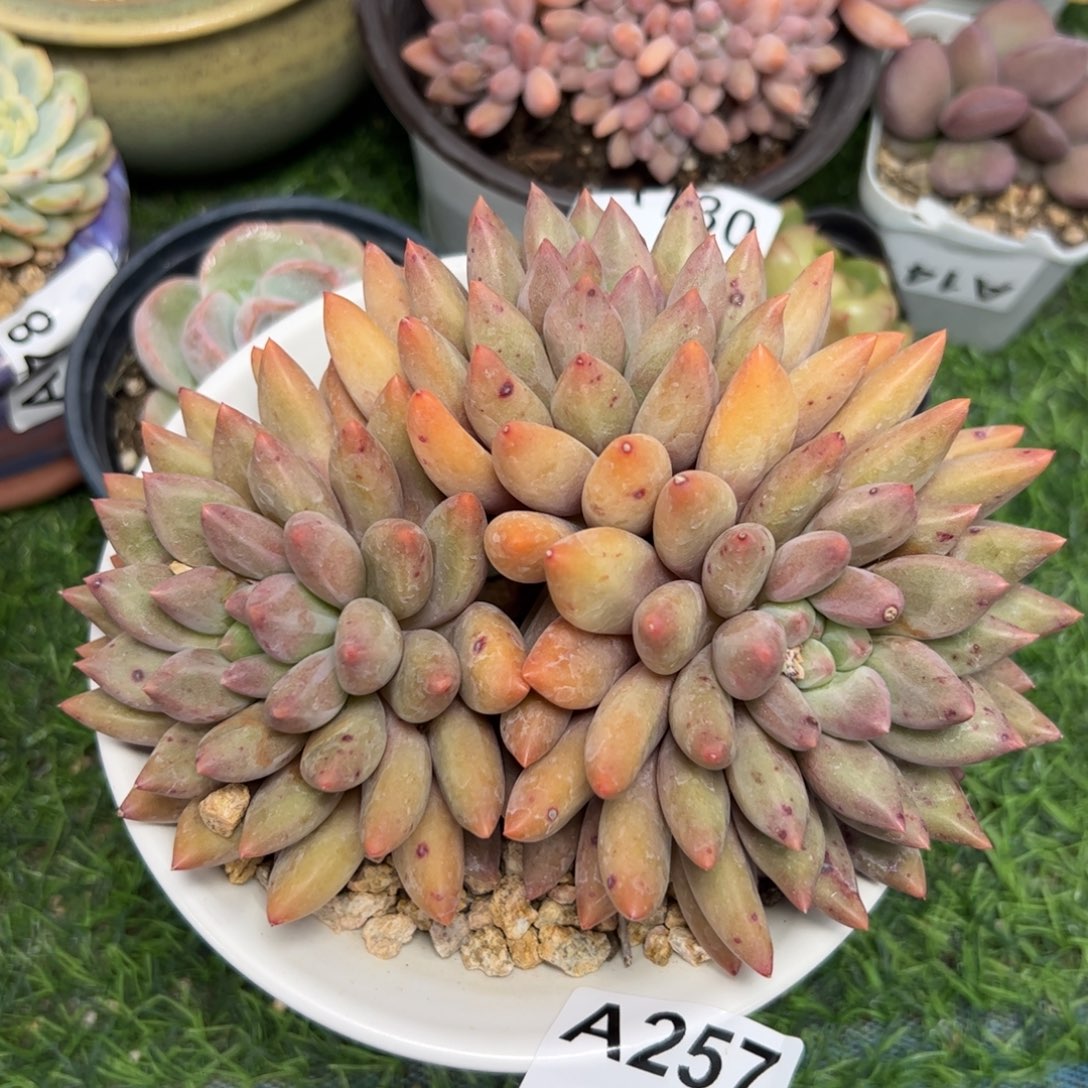 257 满38元包邮多肉