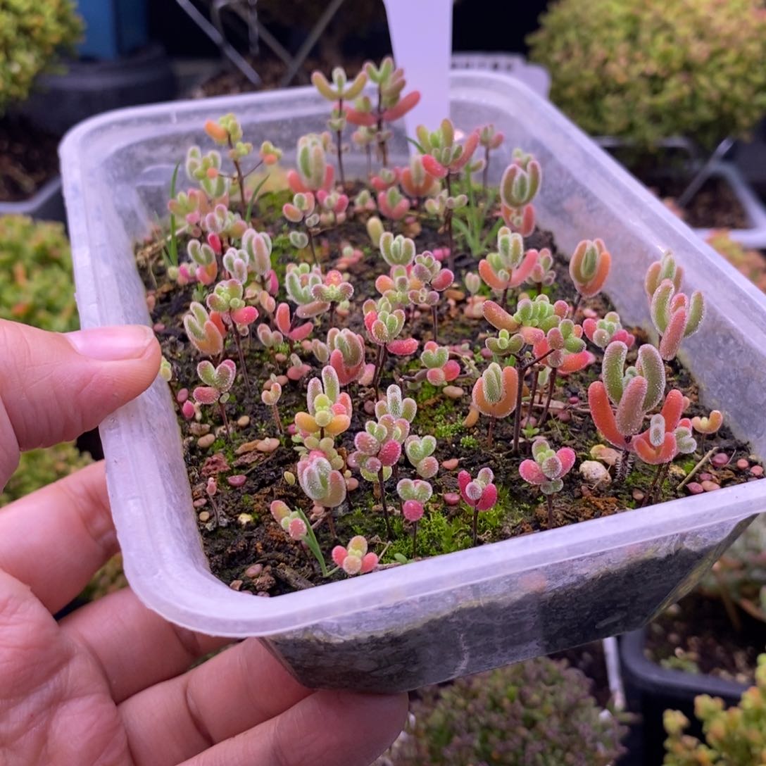 绝**海55混合小苗。      