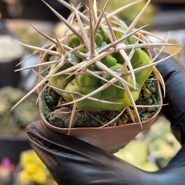 20号实生五十玲碧岩玉含刺6.5公分