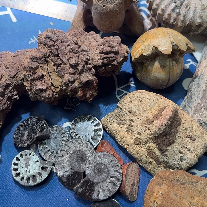 石楠木化石化石化石化石