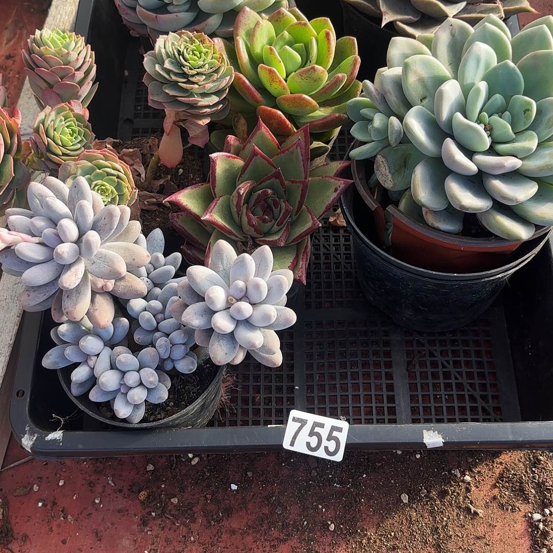 多肉植物宽拍755号