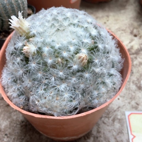 白星仙人球12米仙人球