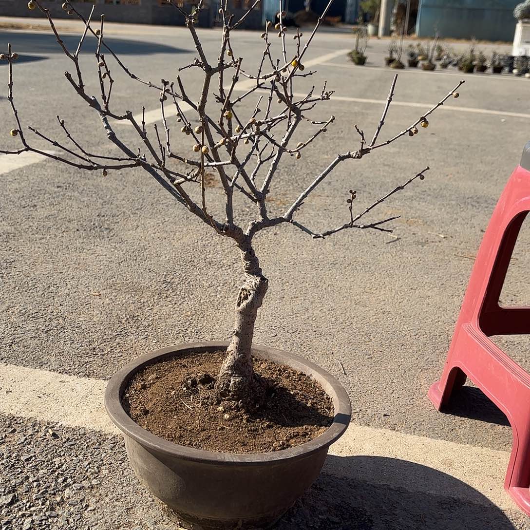 无花朵腊梅盆景盆栽植物